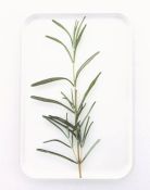 TU005B Tray Rosemary
