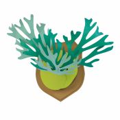 BC004SF KAMI NO MIDORI Staghorn Fern