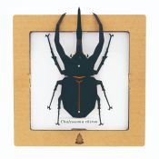 BC00204 SQAR Black Caucasus Beetle