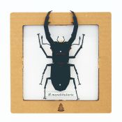 BC00205 SQAR Black Stag Beetle