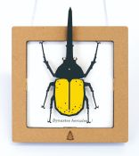 BC00207 SQAR Yellow Hercules Beetle