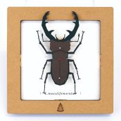 BC00208 SQAR Brown Lucanus Beetle