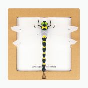 BC00206 SQAR Dragonfly